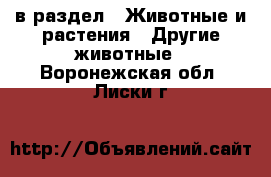 в раздел : Животные и растения » Другие животные . Воронежская обл.,Лиски г.